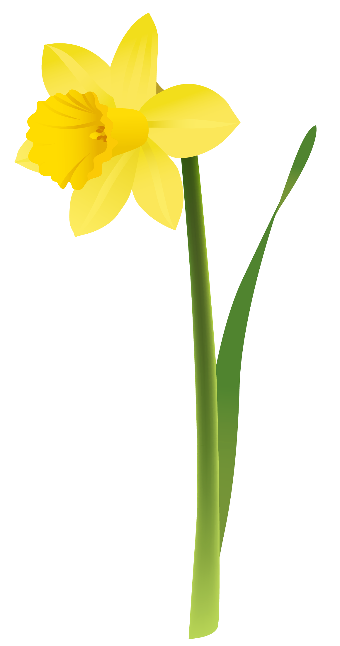 Daffodils Observations